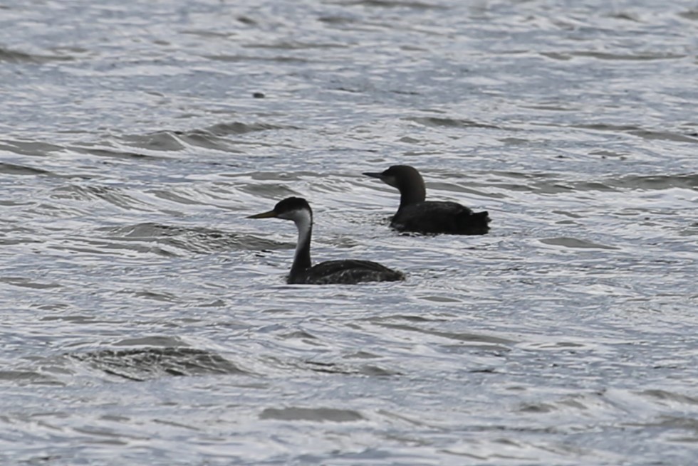 Western Grebe - ML613148229