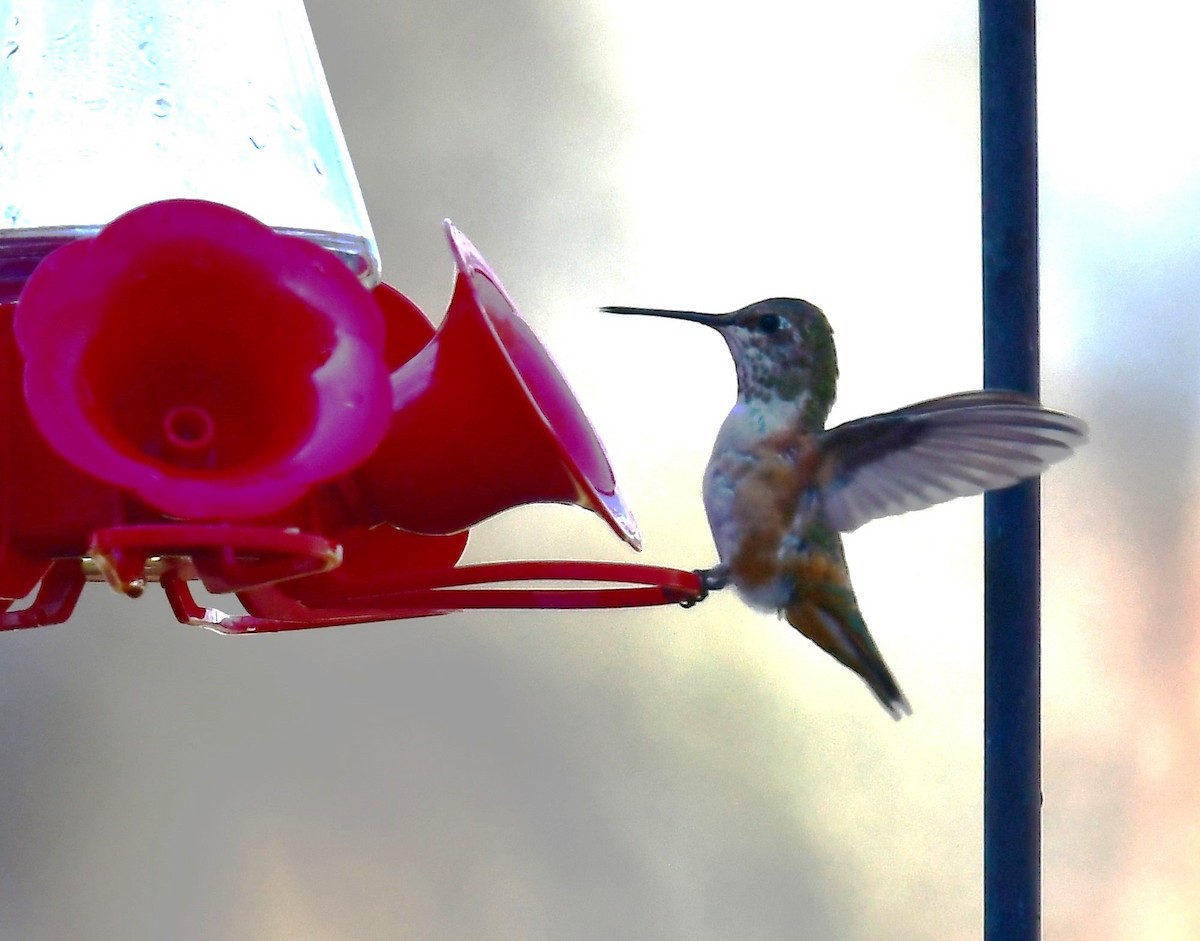 Rufous Hummingbird - ML613148233