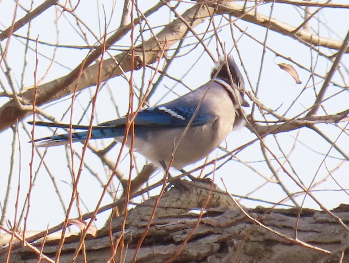 Blue Jay - ML613148255