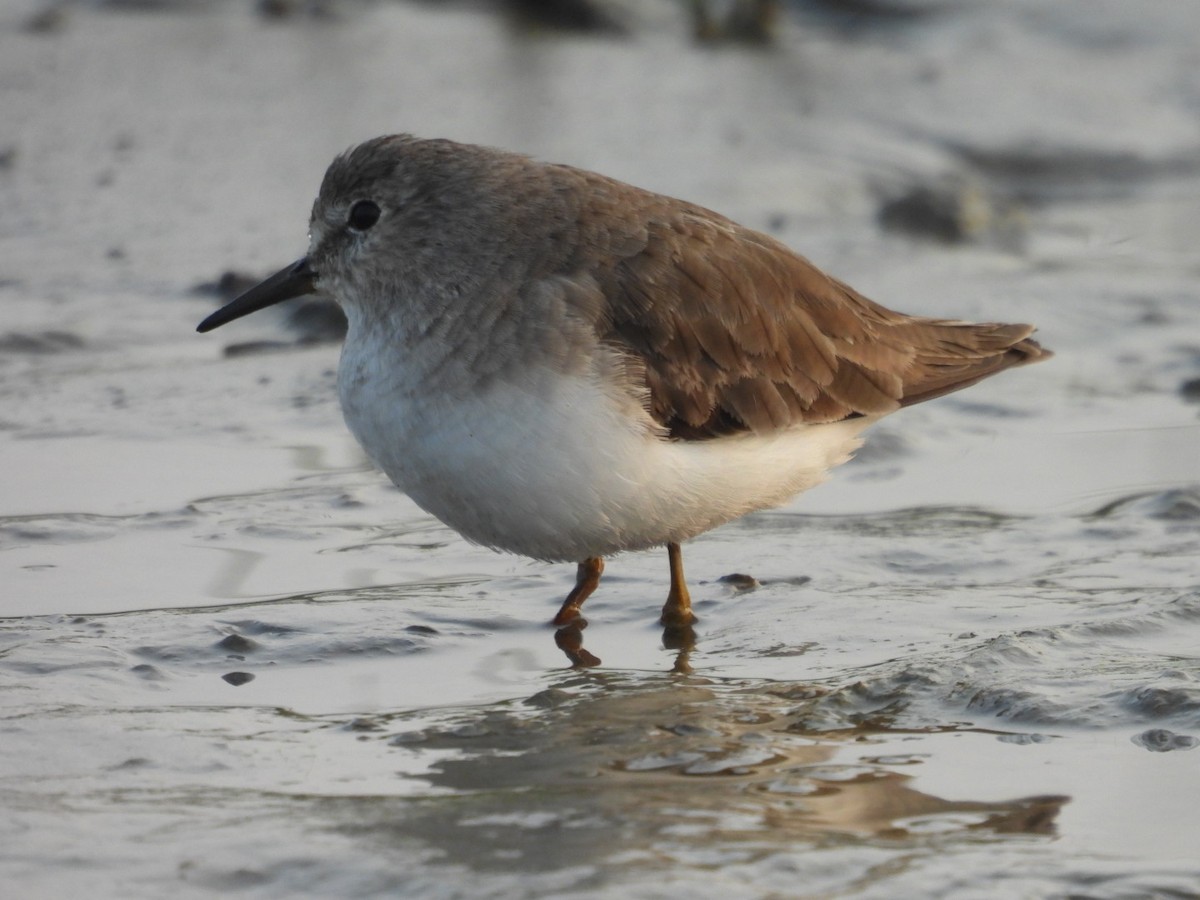 Temminck's Stint - ML613148289