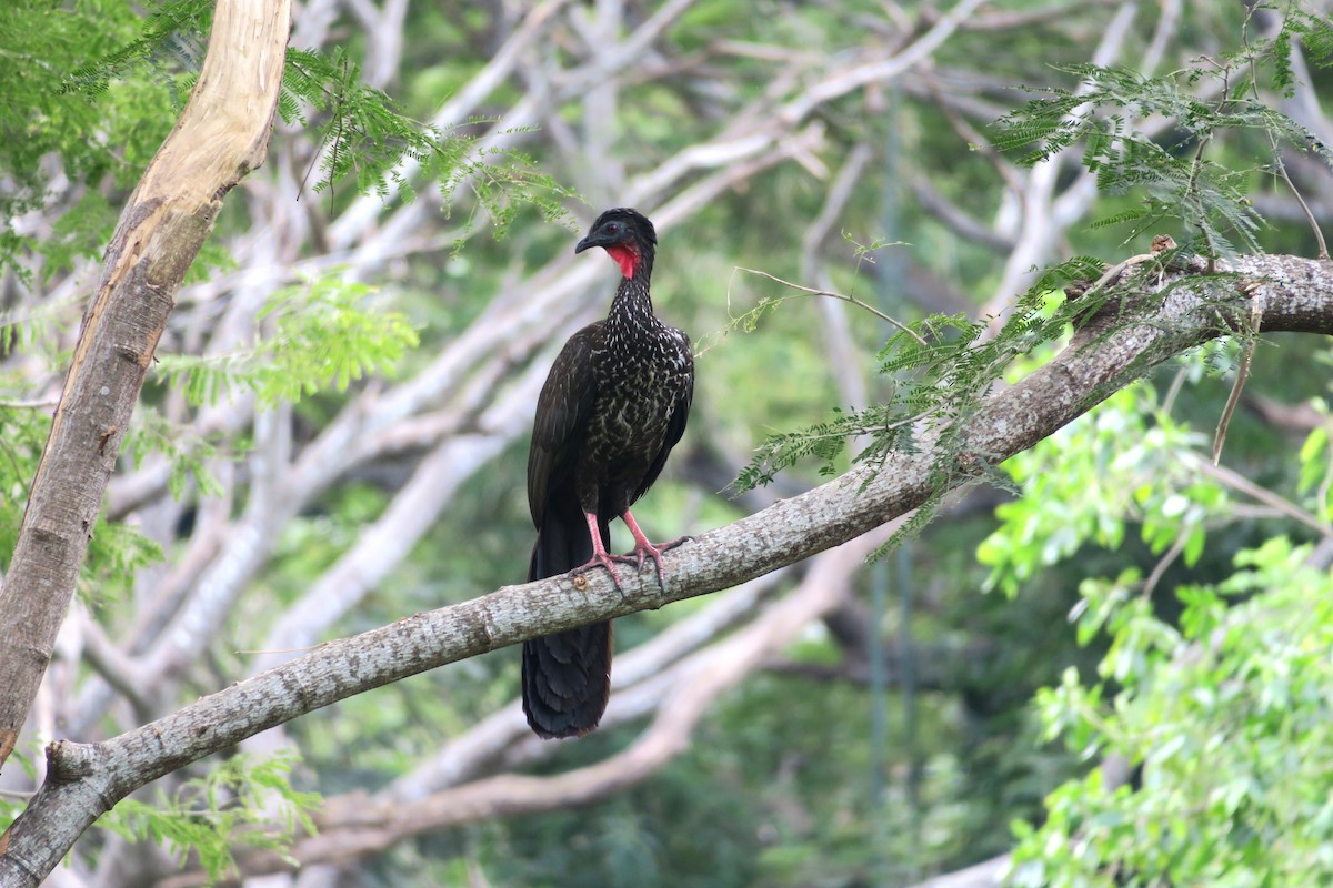 Crested Guan - ML613148312