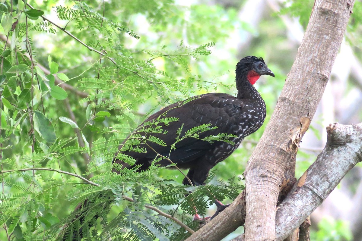 Crested Guan - ML613148319