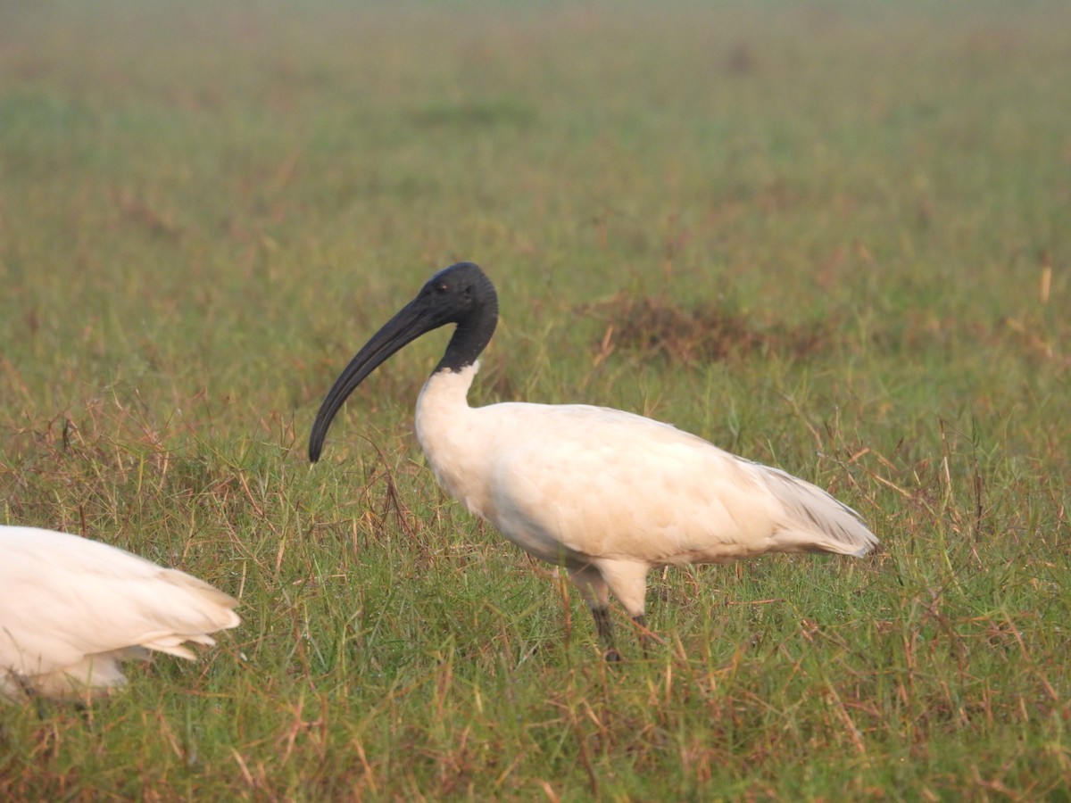 ibis černohlavý - ML613148332