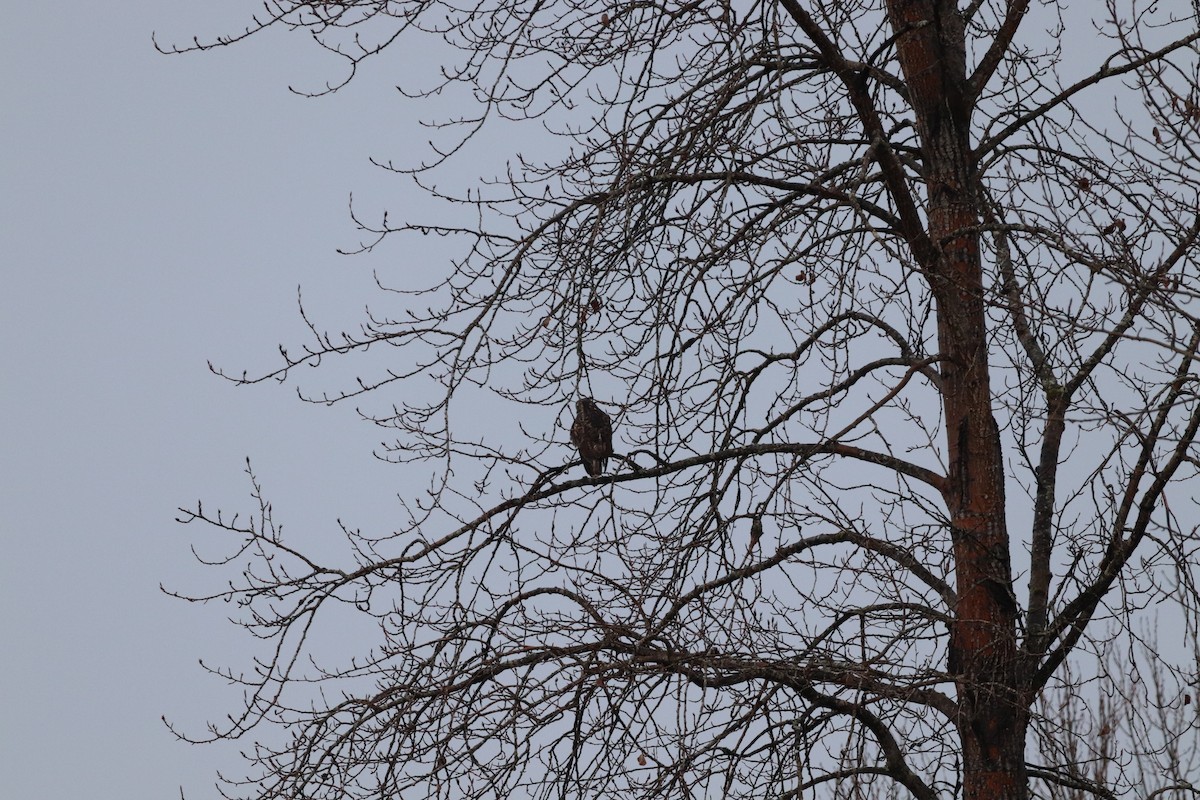 Red-tailed Hawk - Steve Rooke