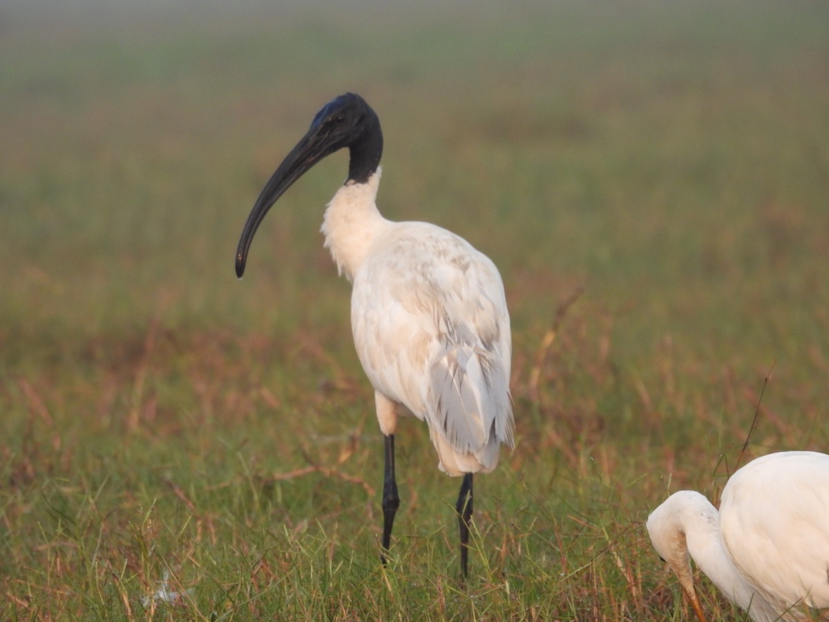 ibis černohlavý - ML613148338