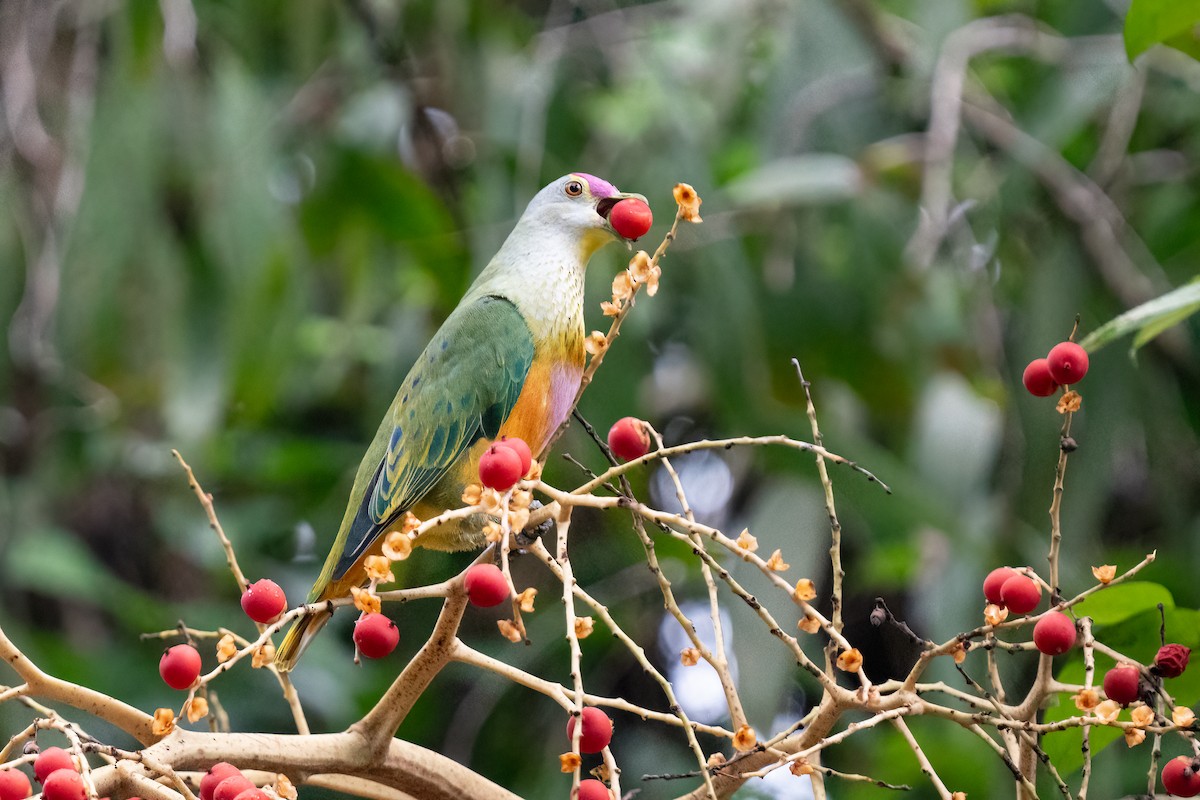 Rose-crowned Fruit-Dove - ML613148340