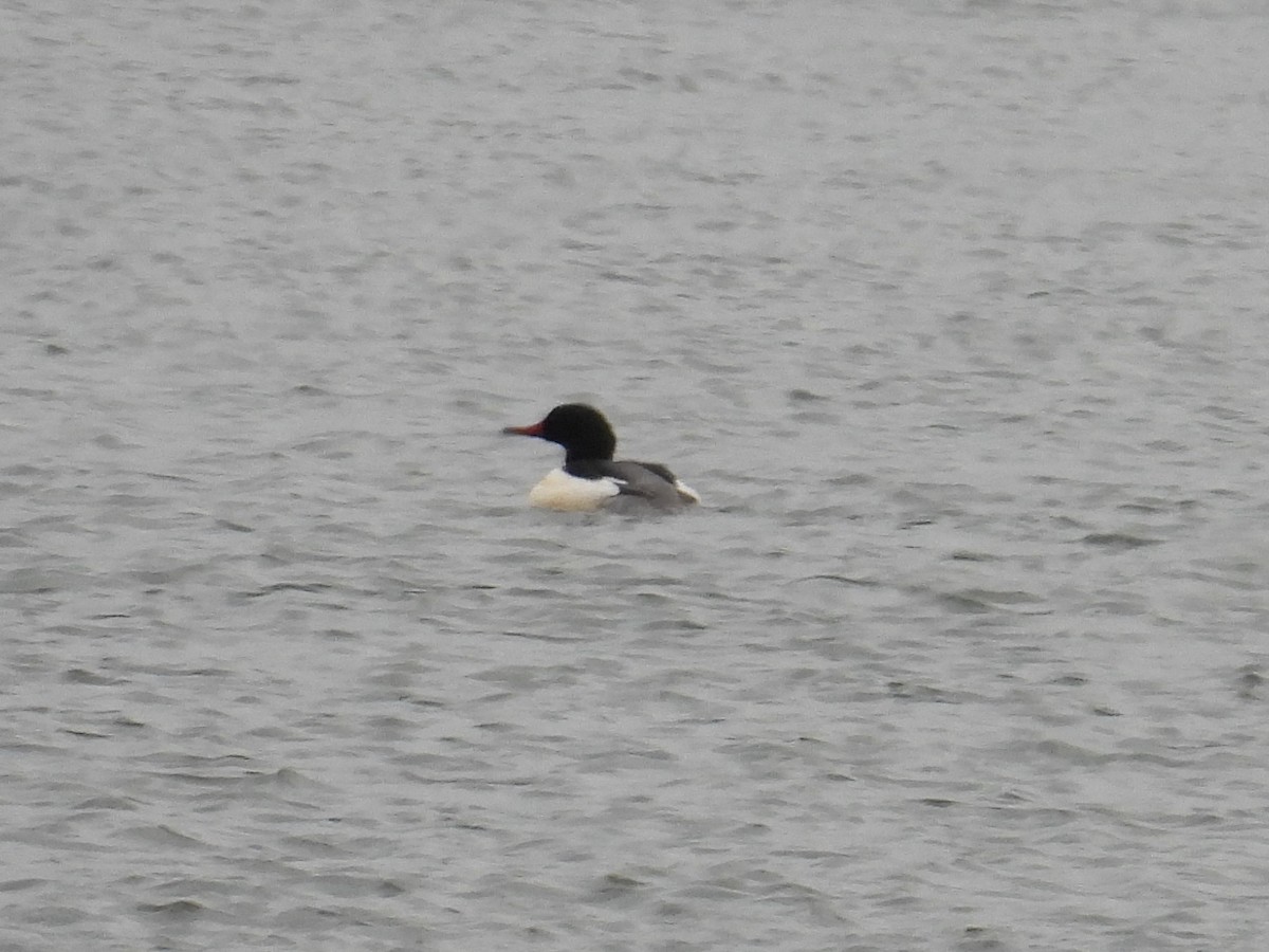 Common Merganser - Riley Saxton