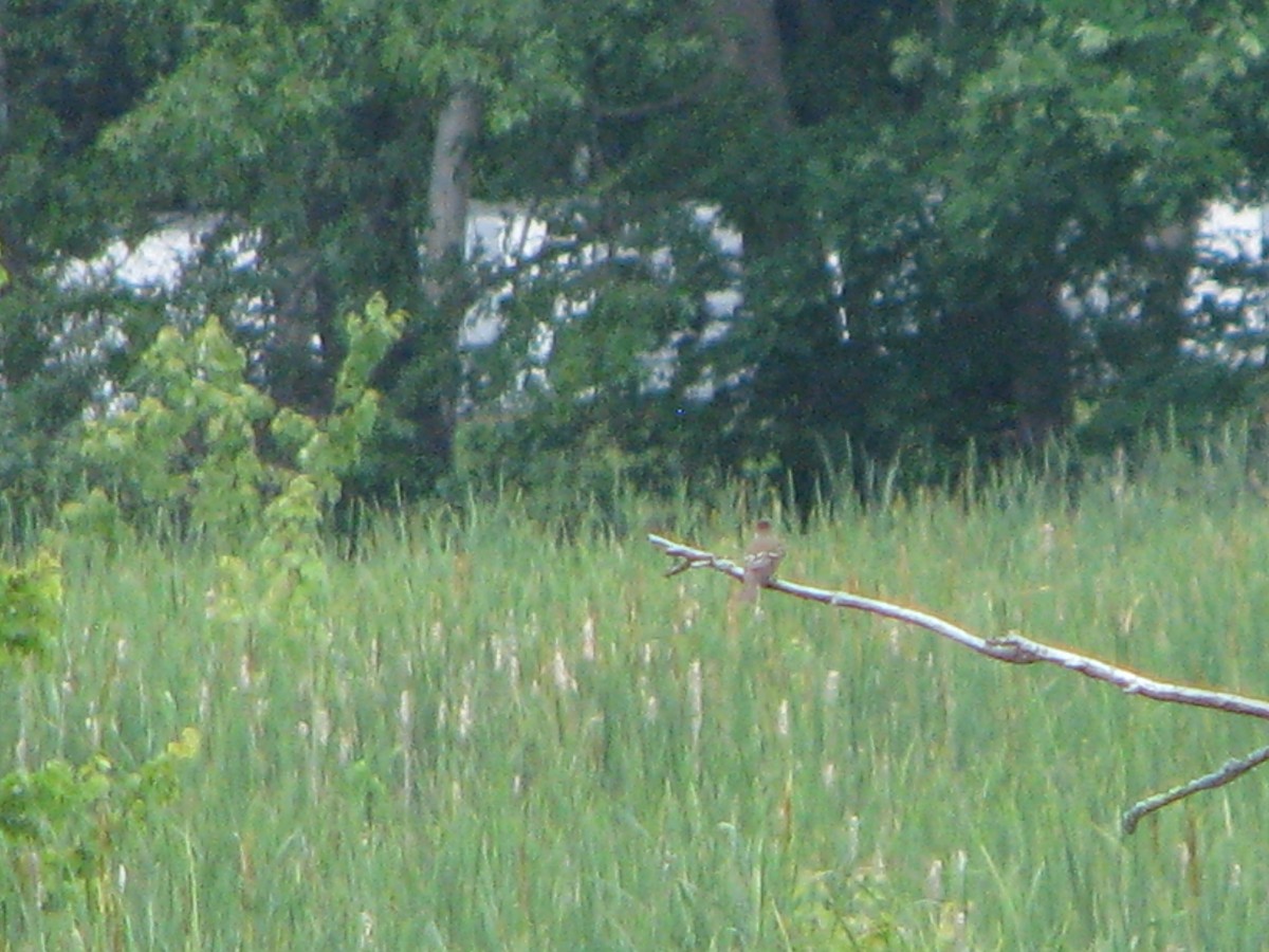 Willow Flycatcher - ML61314841