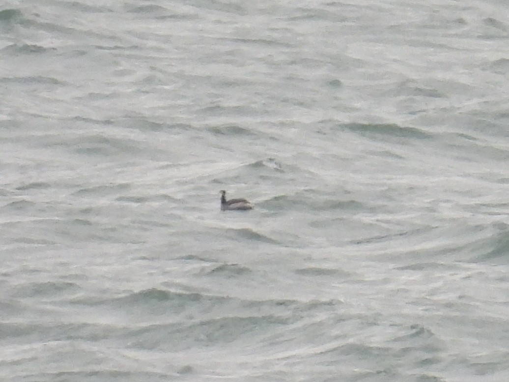 horndykker - ML613148417