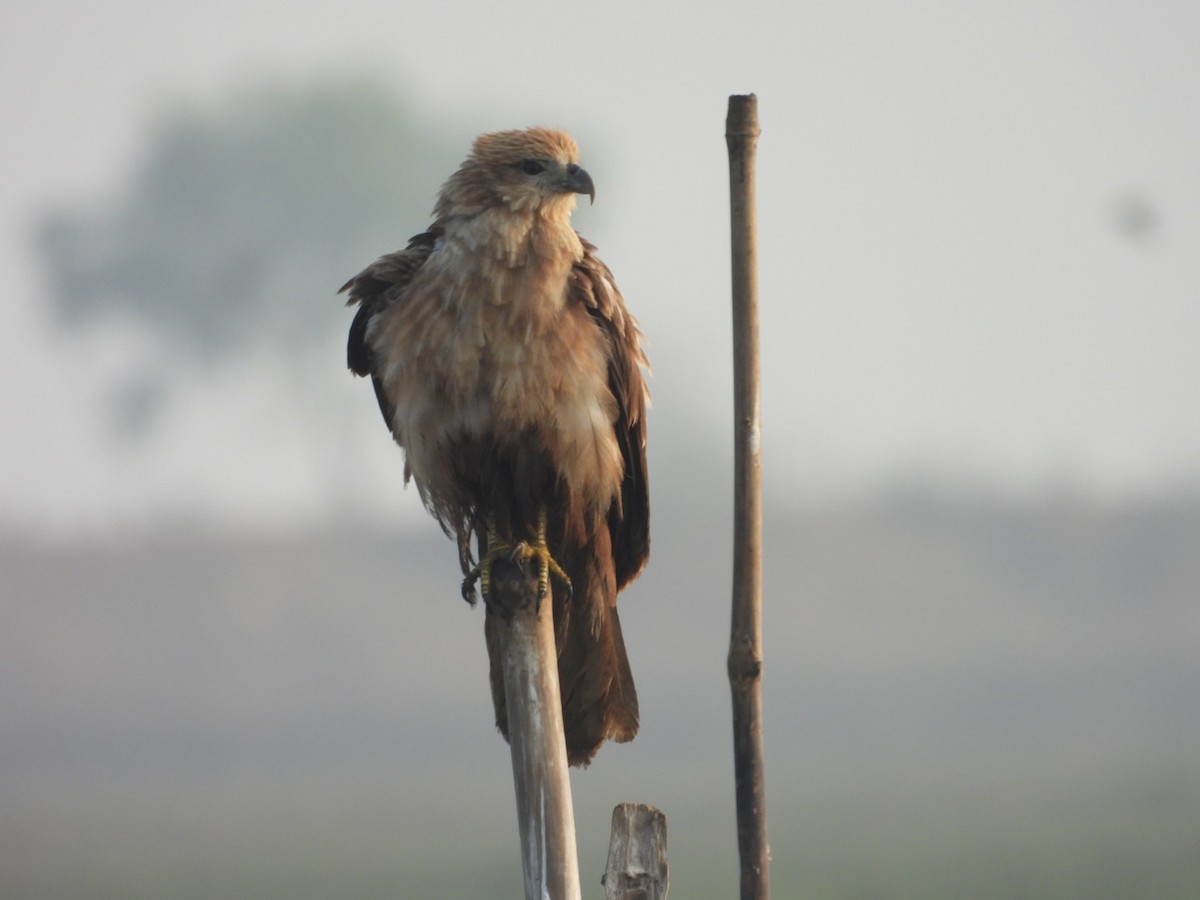 Brahminy Kite - ML613148485