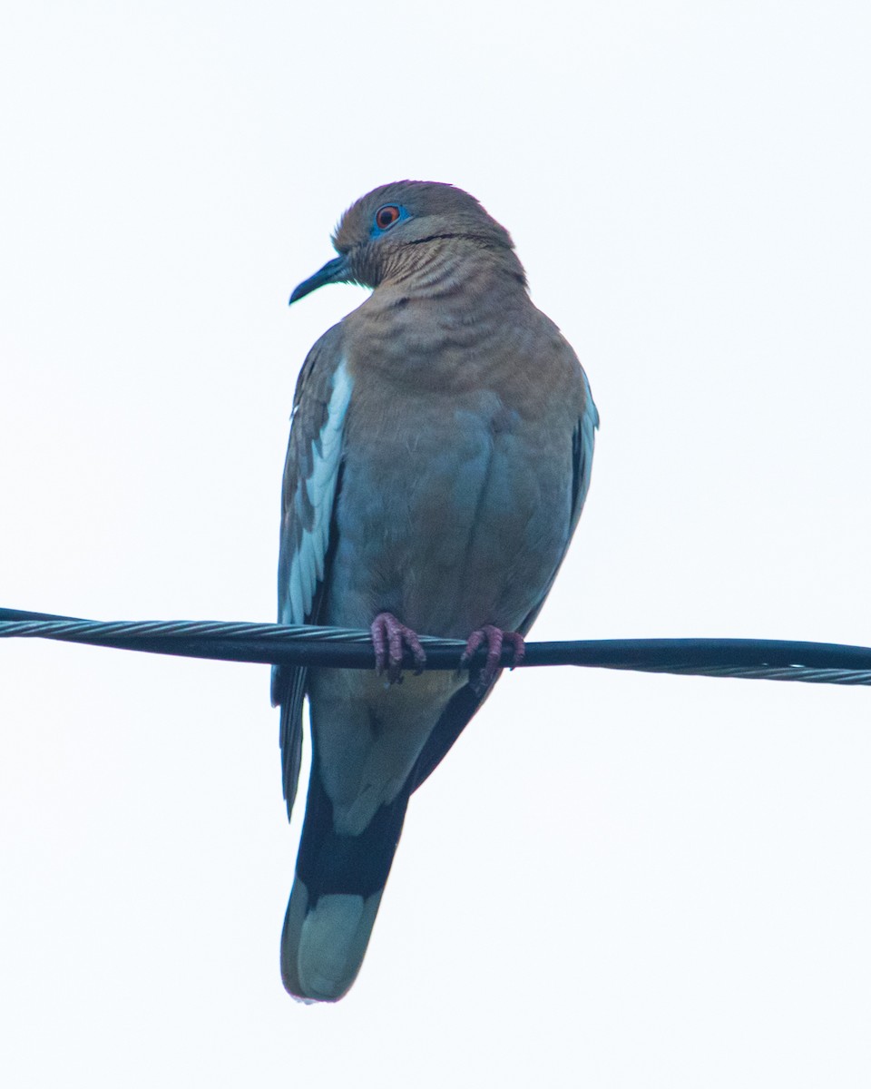 White-winged Dove - ML613148498