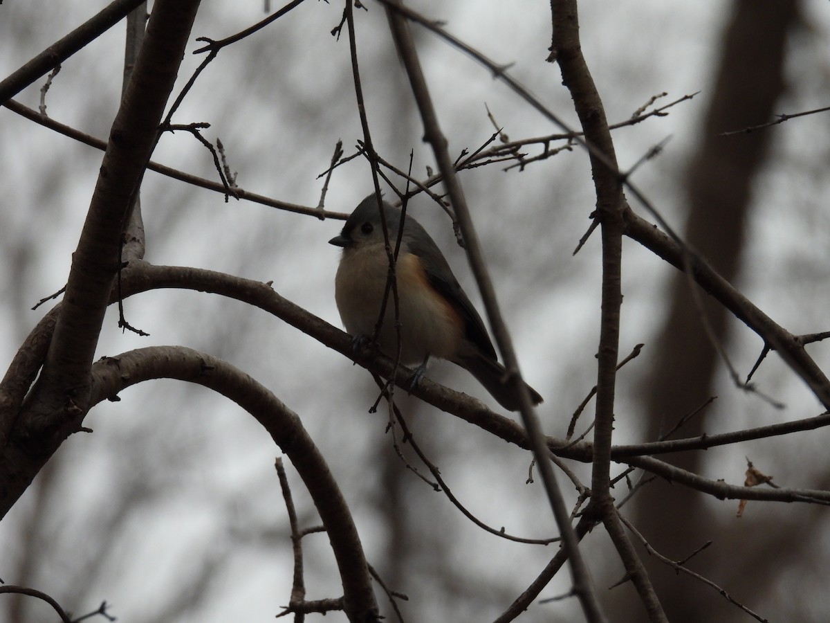 Tufted Titmouse - ML613148504