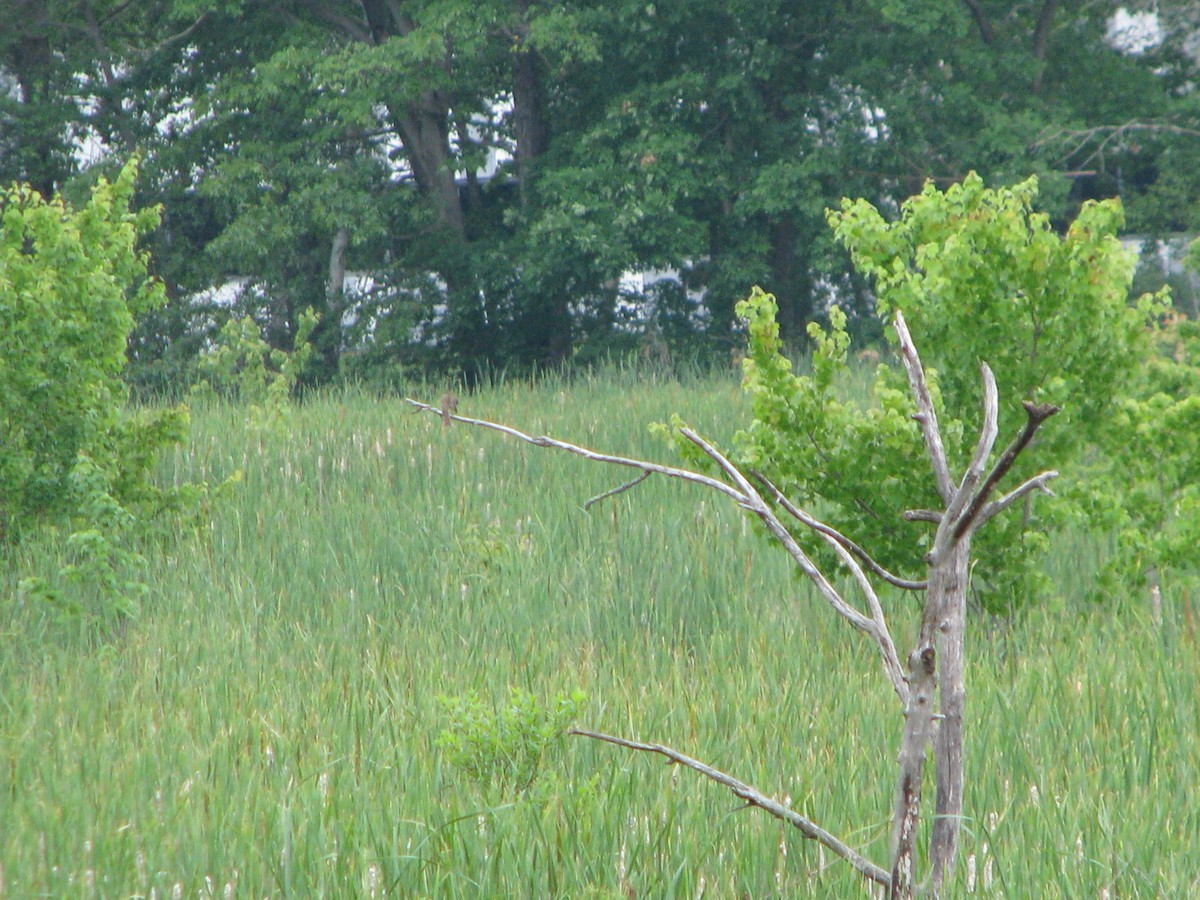 Willow Flycatcher - ML61314851