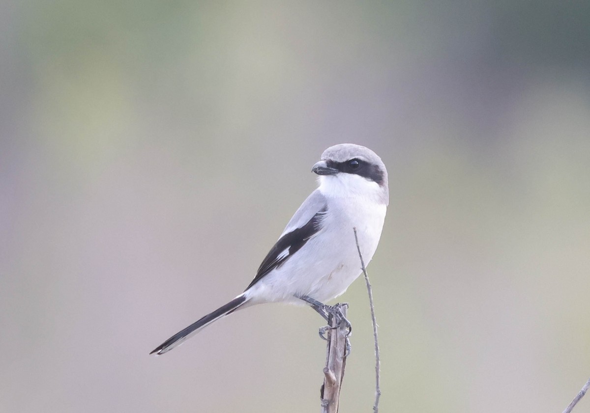 Loggerhead Shrike - ML613148582