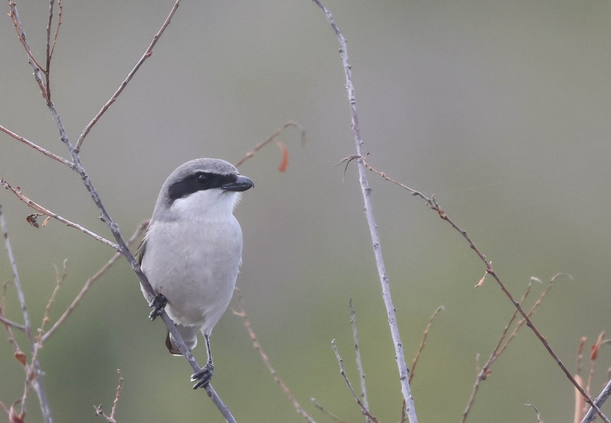 Loggerhead Shrike - ML613148591