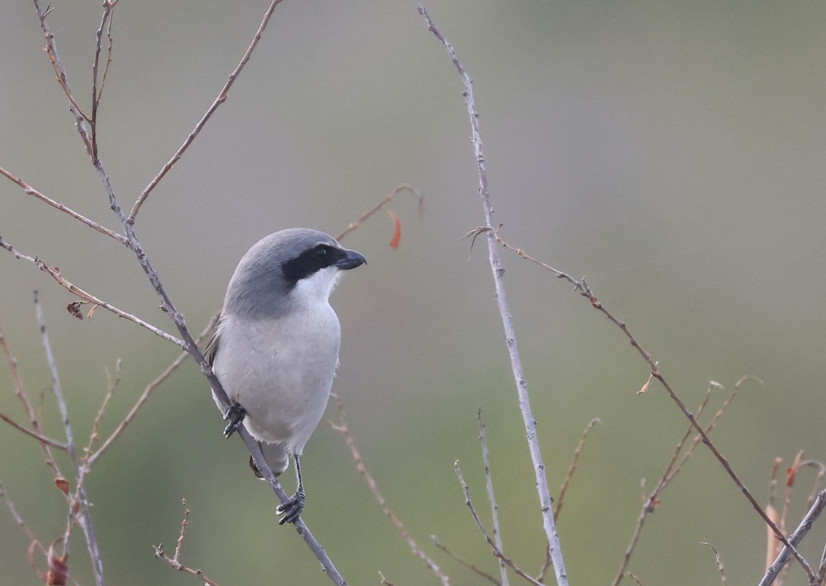 Loggerhead Shrike - ML613148592