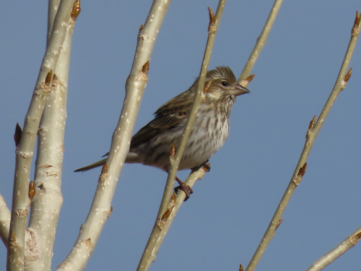 Cassin's Finch - ML613148598