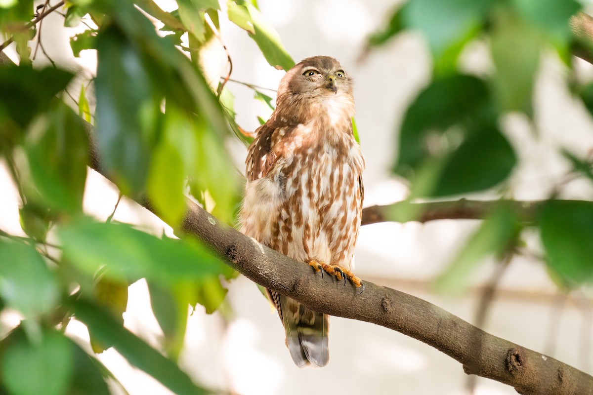 Barking Owl - Scott  Rolph