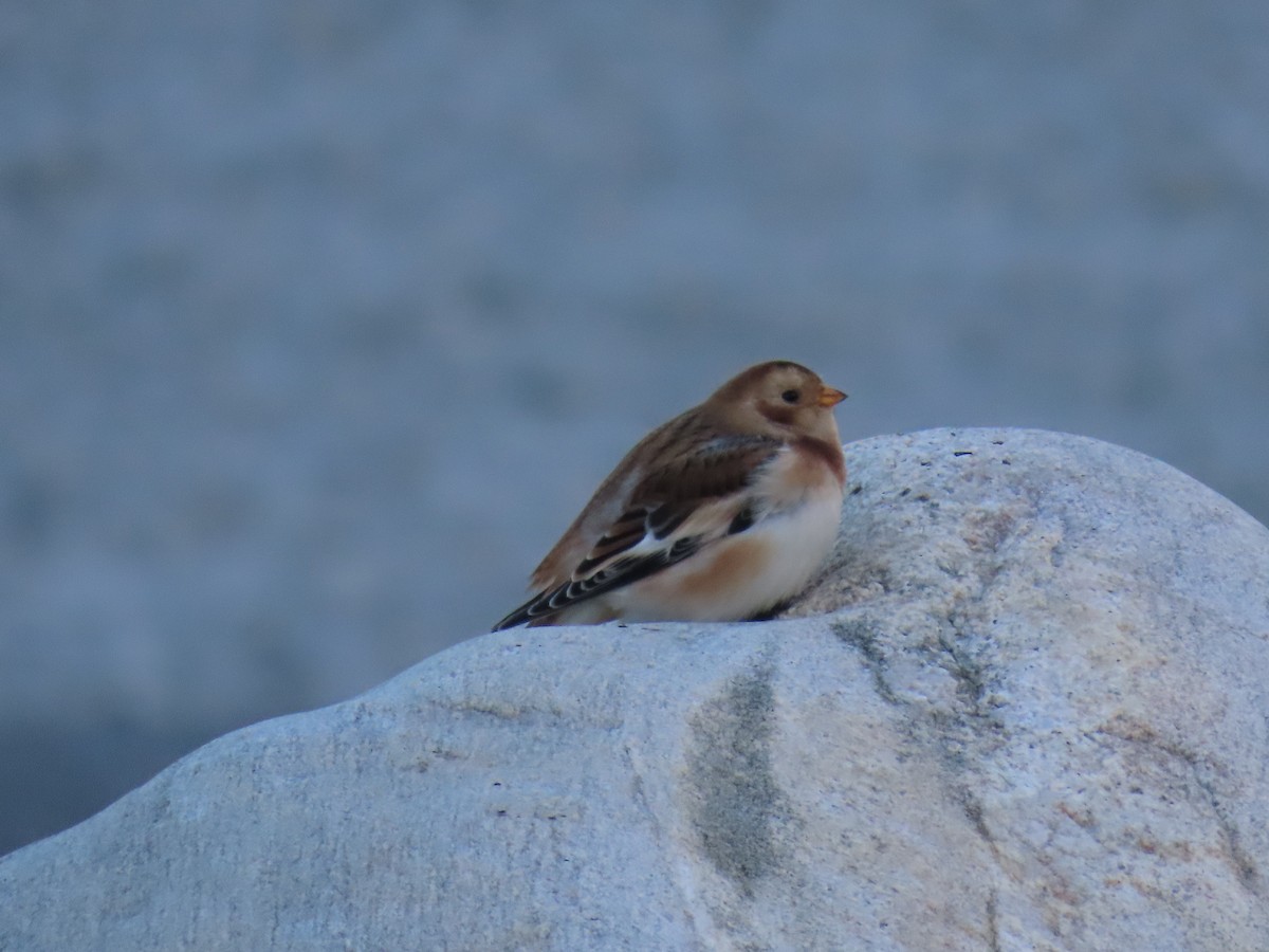 Snow Bunting - ML613148631