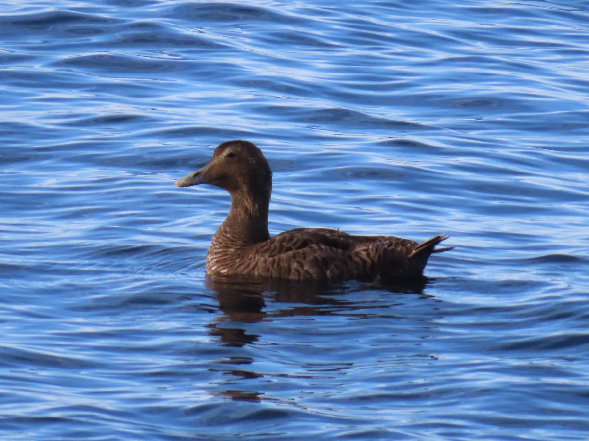 Common Eider - ML613148684