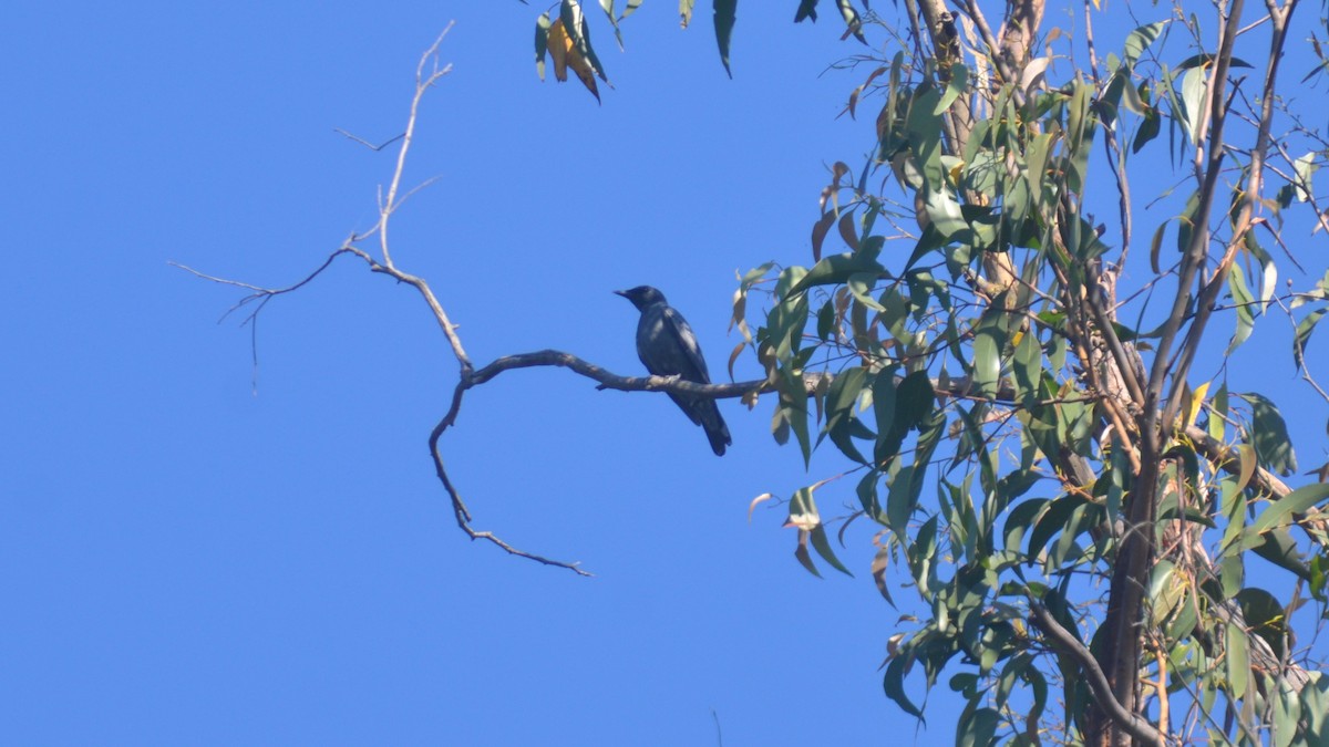 Common Cicadabird (Slender-billed) - ML613148705