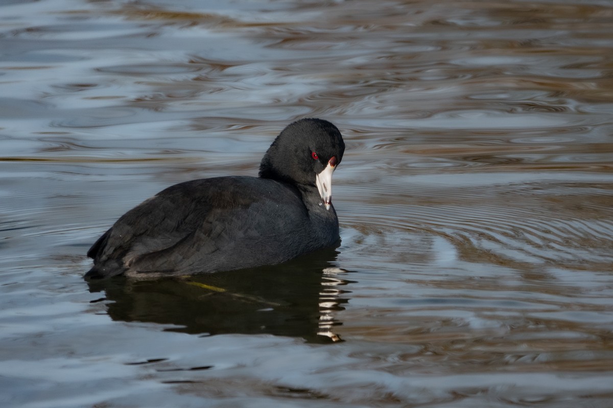 American Coot - Forest Tomlinson