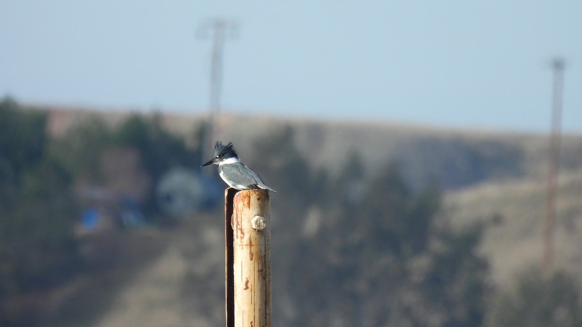 Belted Kingfisher - Karen Evans