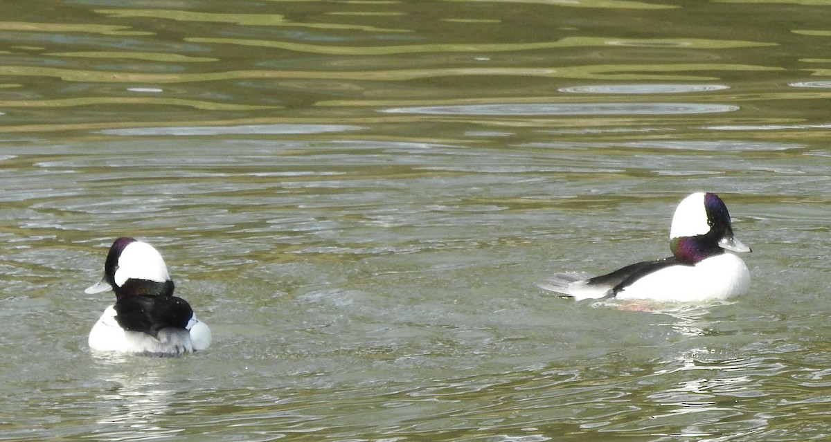 Bufflehead - ML613148802