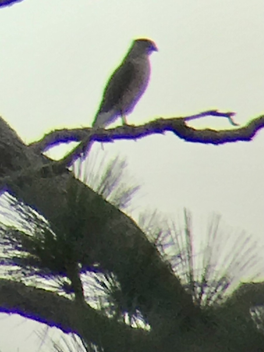 Cooper's Hawk - ML613148865