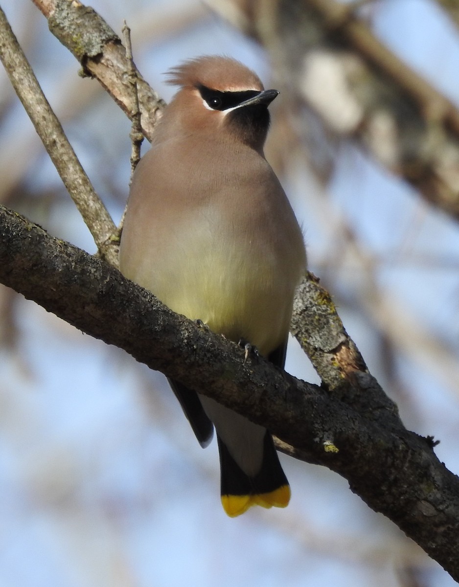 Cedar Waxwing - ML613148880