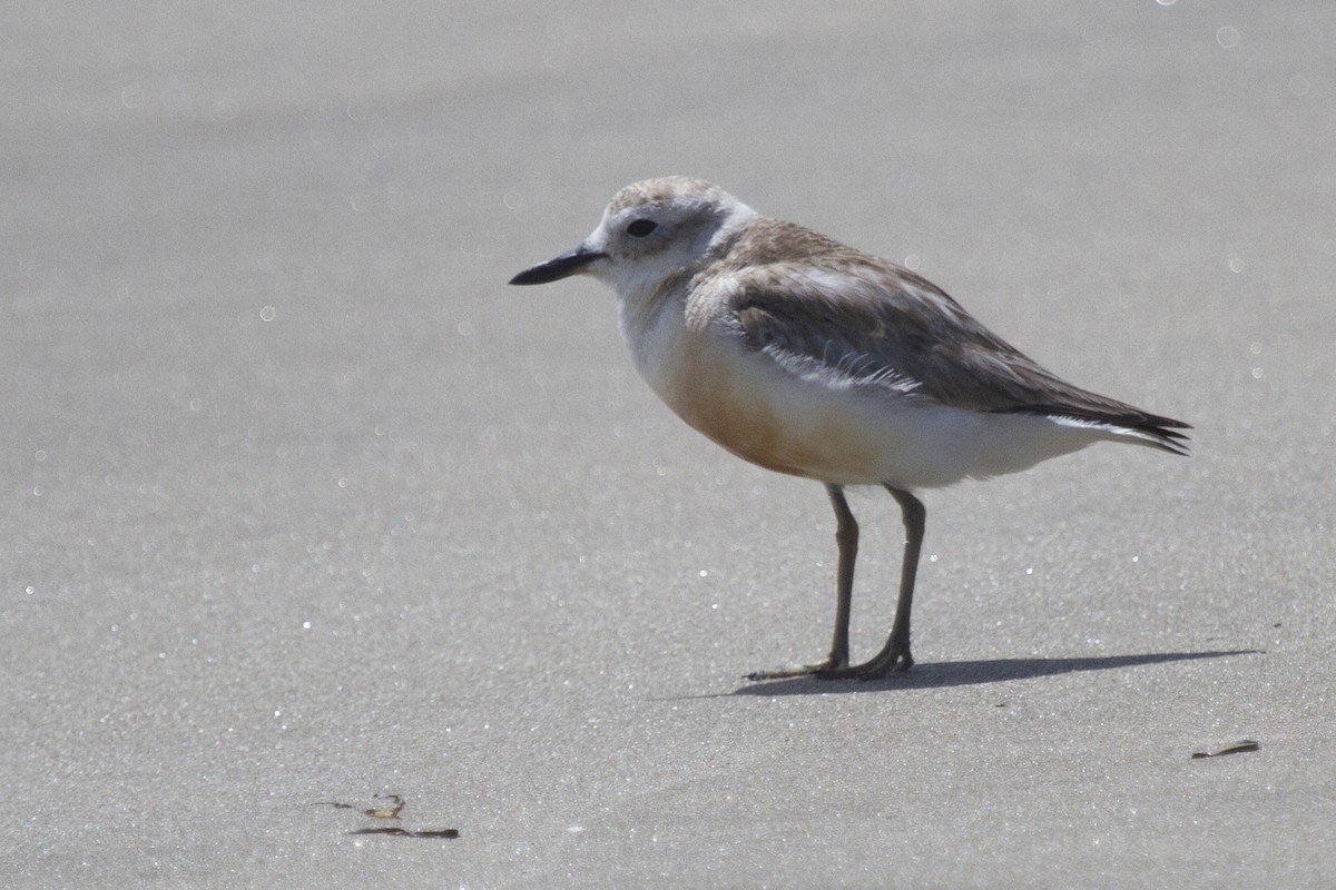 Red-breasted Dotterel - ML613148910