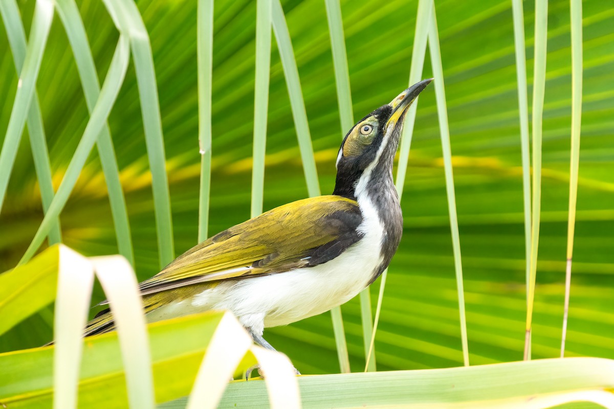 Blue-faced Honeyeater (White-quilled) - ML613148925