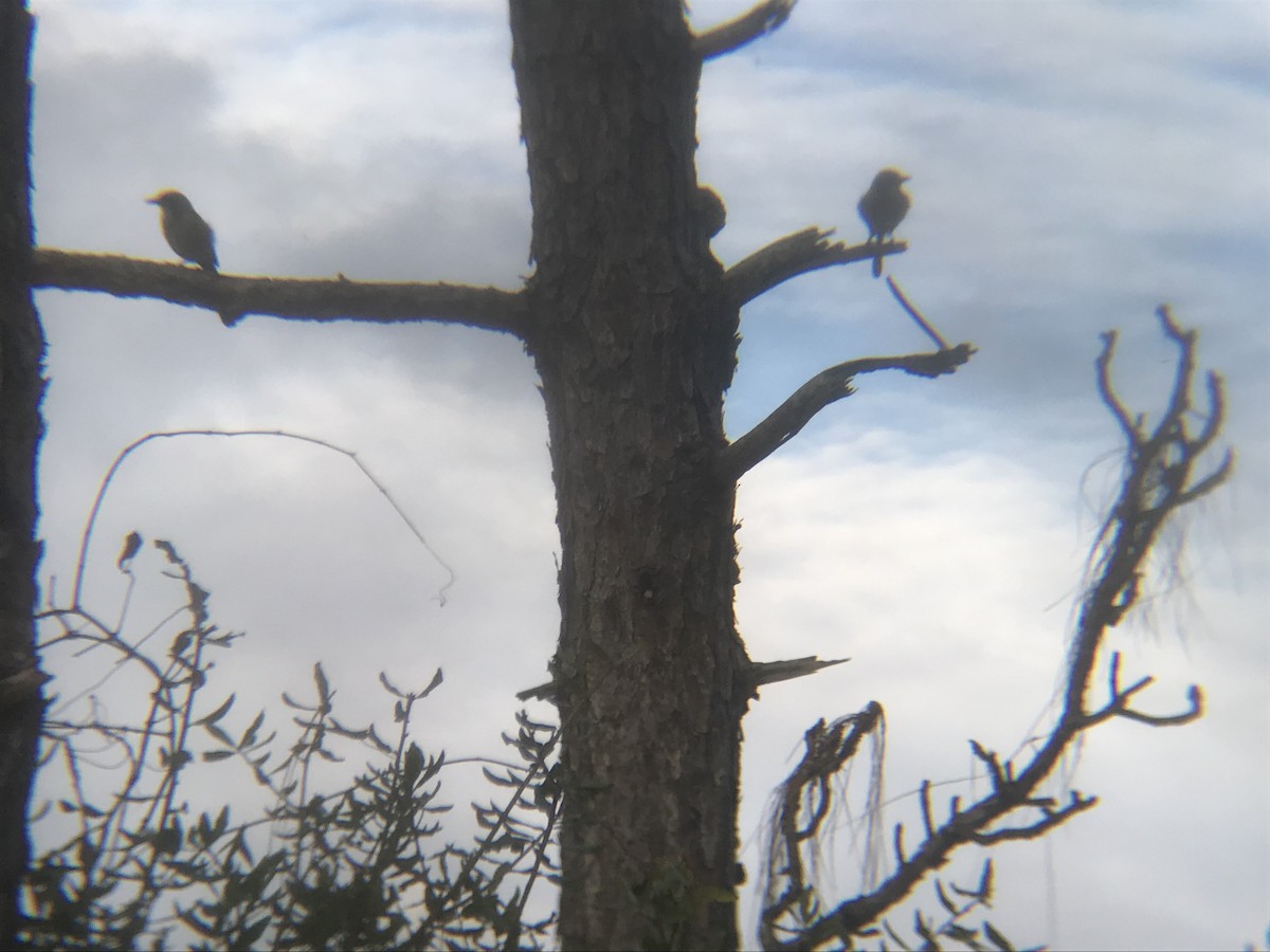 Florida Scrub-Jay - ML613148955