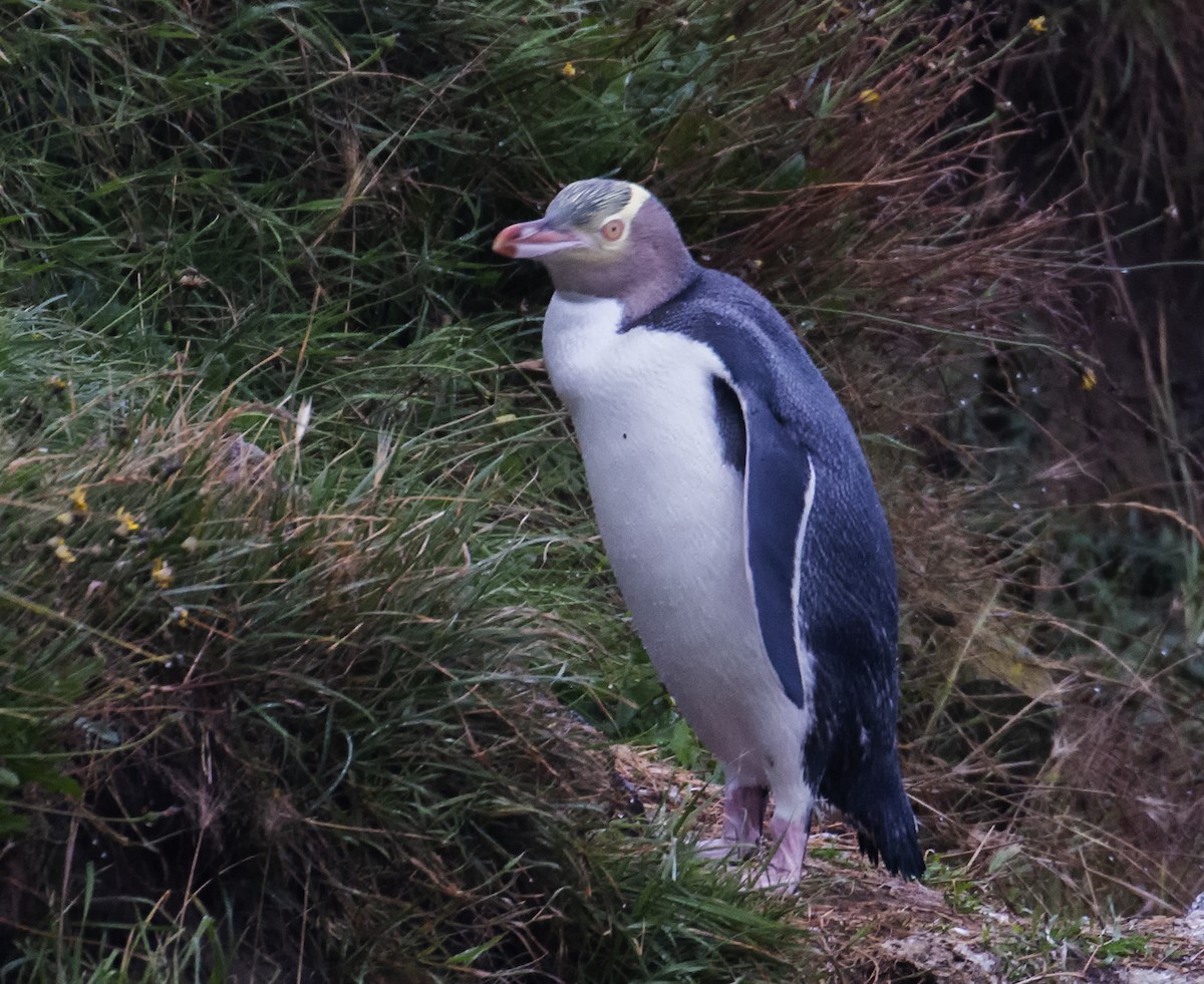 Yellow-eyed Penguin - ML613148968