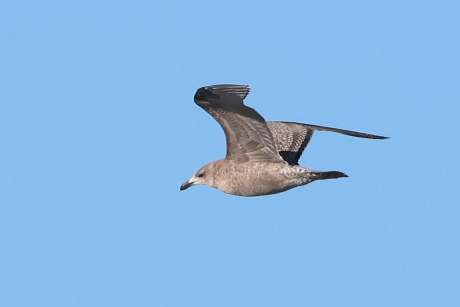 American Herring Gull - ML613149042