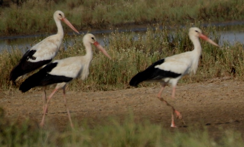 Cigogne blanche - ML613149049