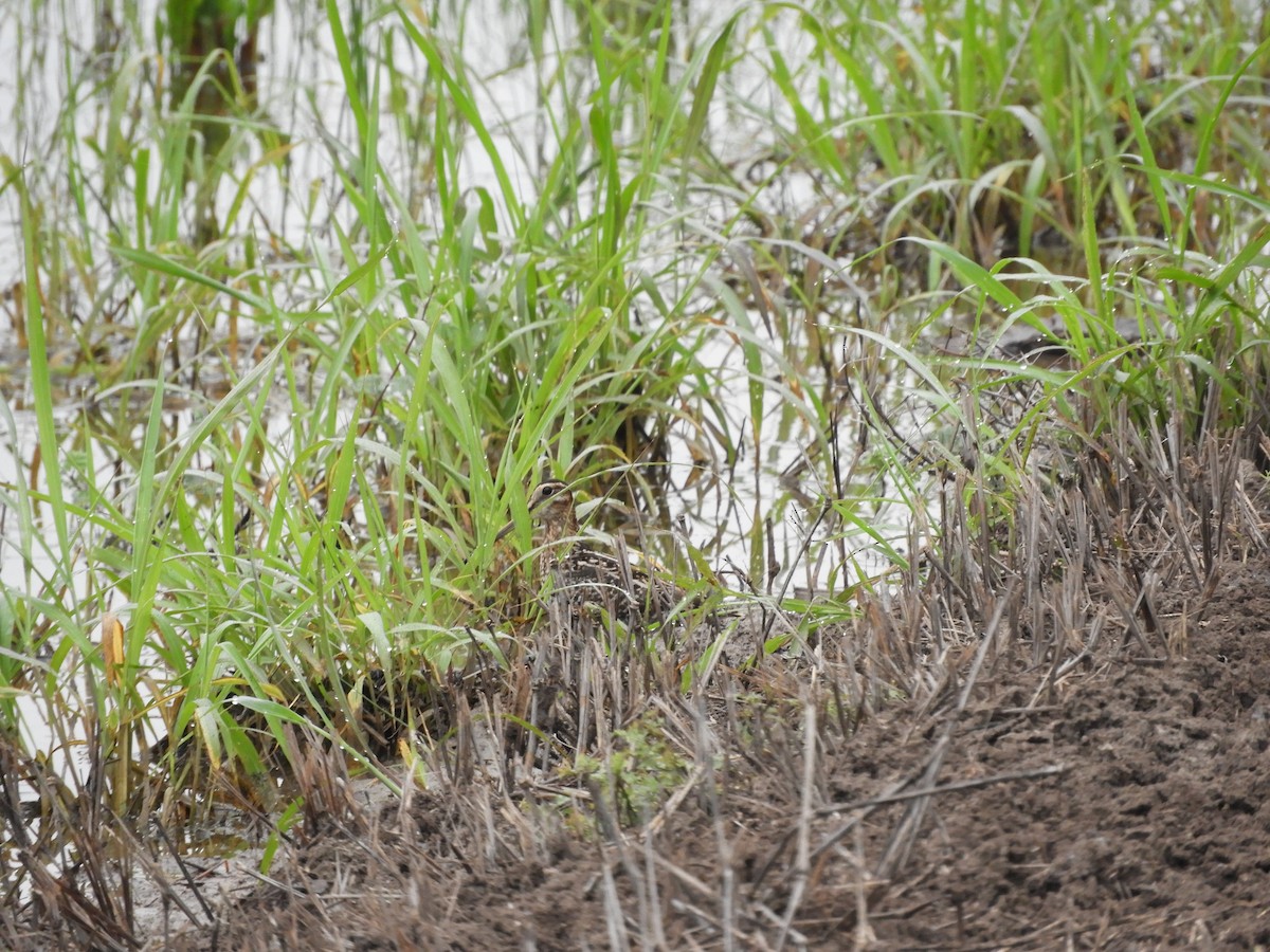 Wilson's Snipe - ML613149062