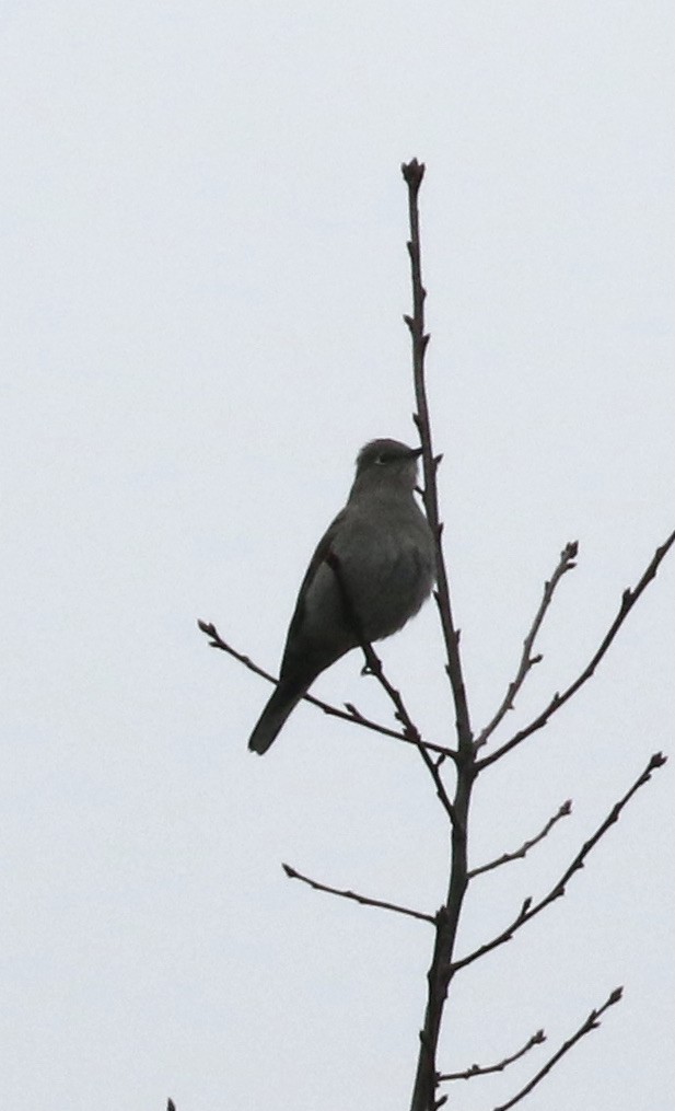 Townsend's Solitaire - Jess sory