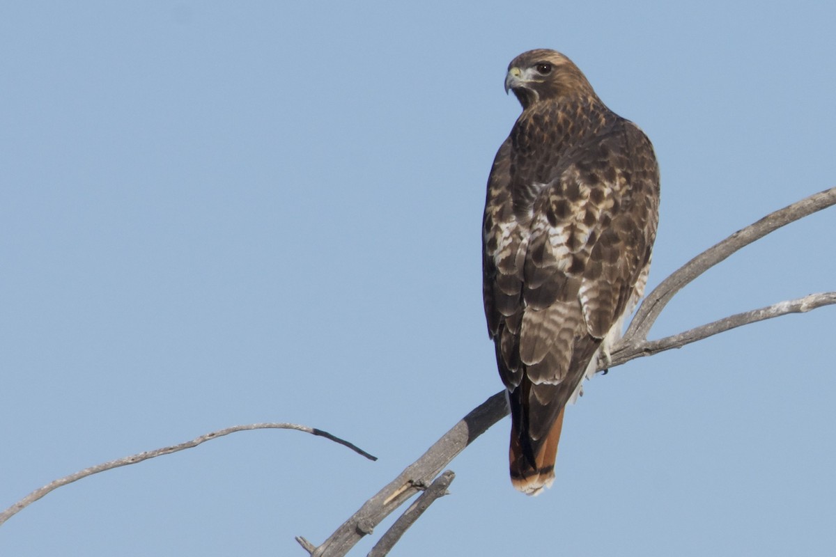 Red-tailed Hawk - Carmen Martinez