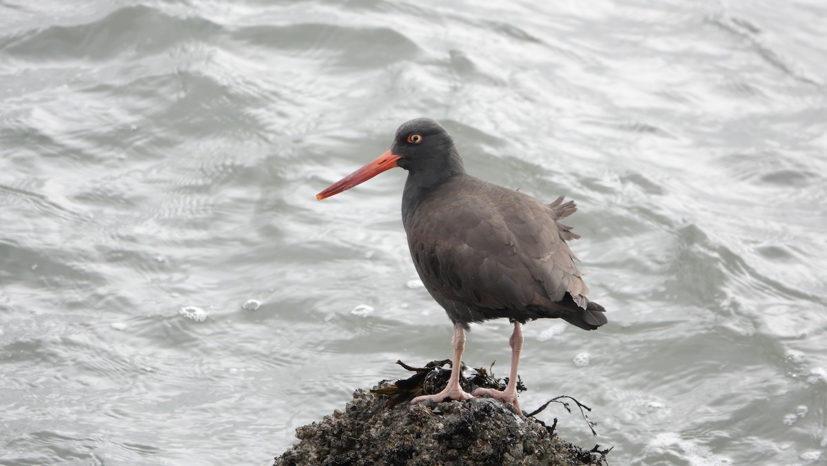 Black Oystercatcher - ML613149173