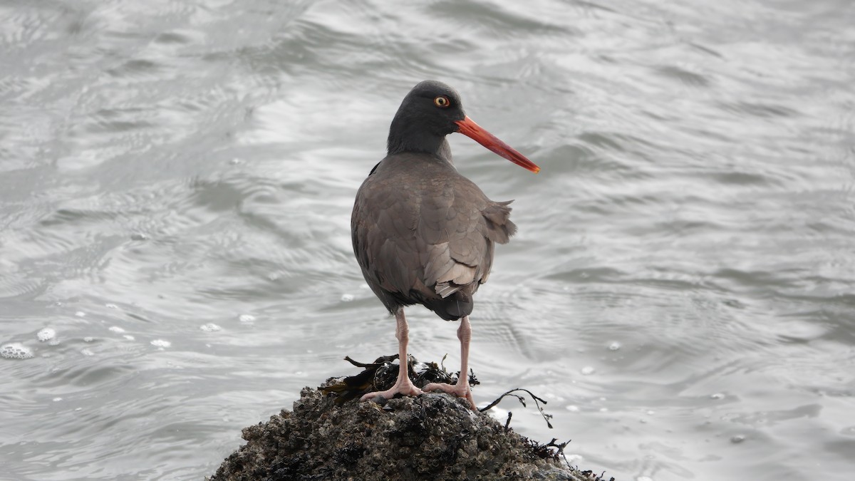 Black Oystercatcher - ML613149174