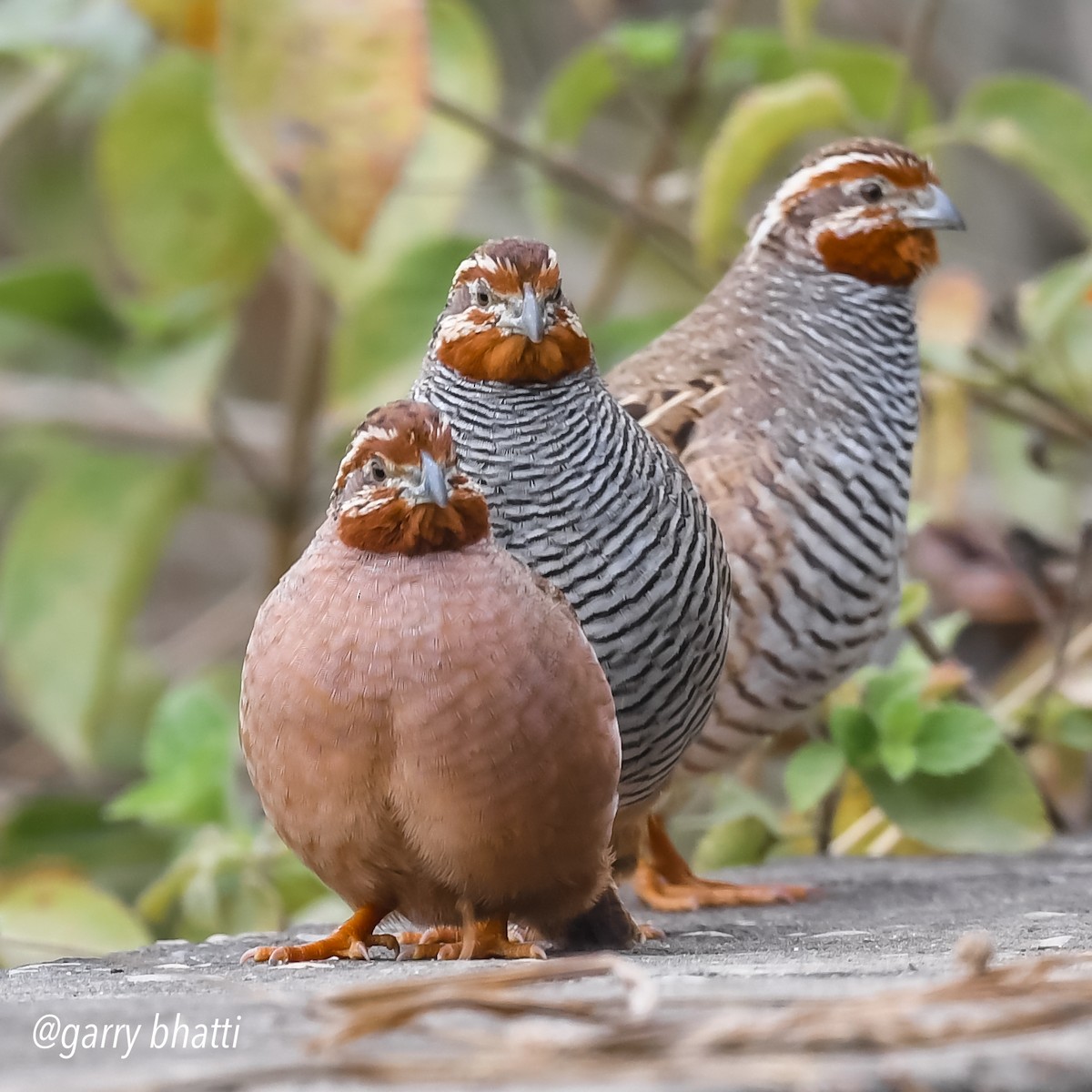 Jungle Bush-Quail - ML613149193