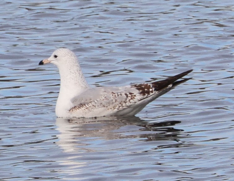 Ring-billed Gull - Diane Etchison