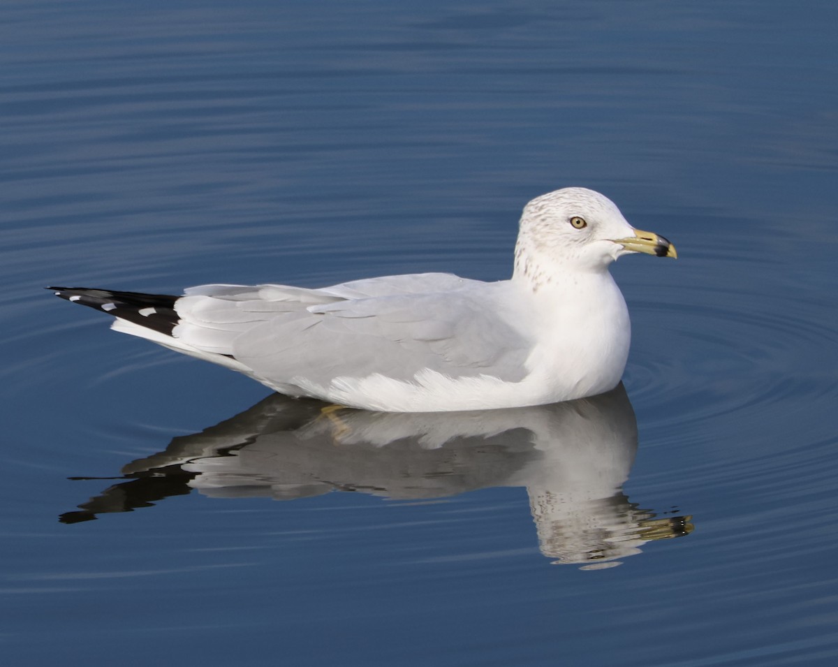 Ring-billed Gull - Diane Etchison