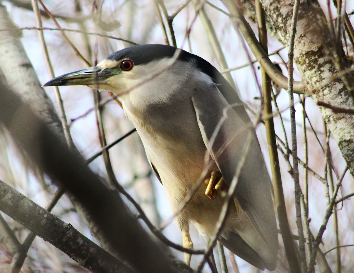 Black-crowned Night Heron - ML613149324