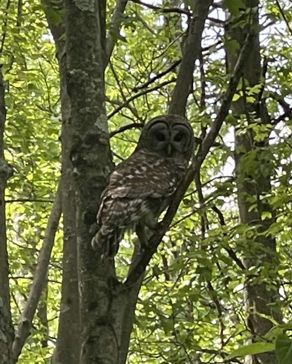 Barred Owl - ML613149364