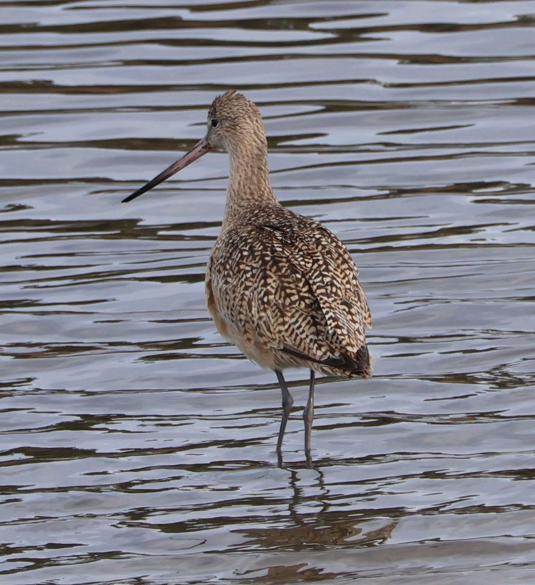 Marbled Godwit - ML613149388