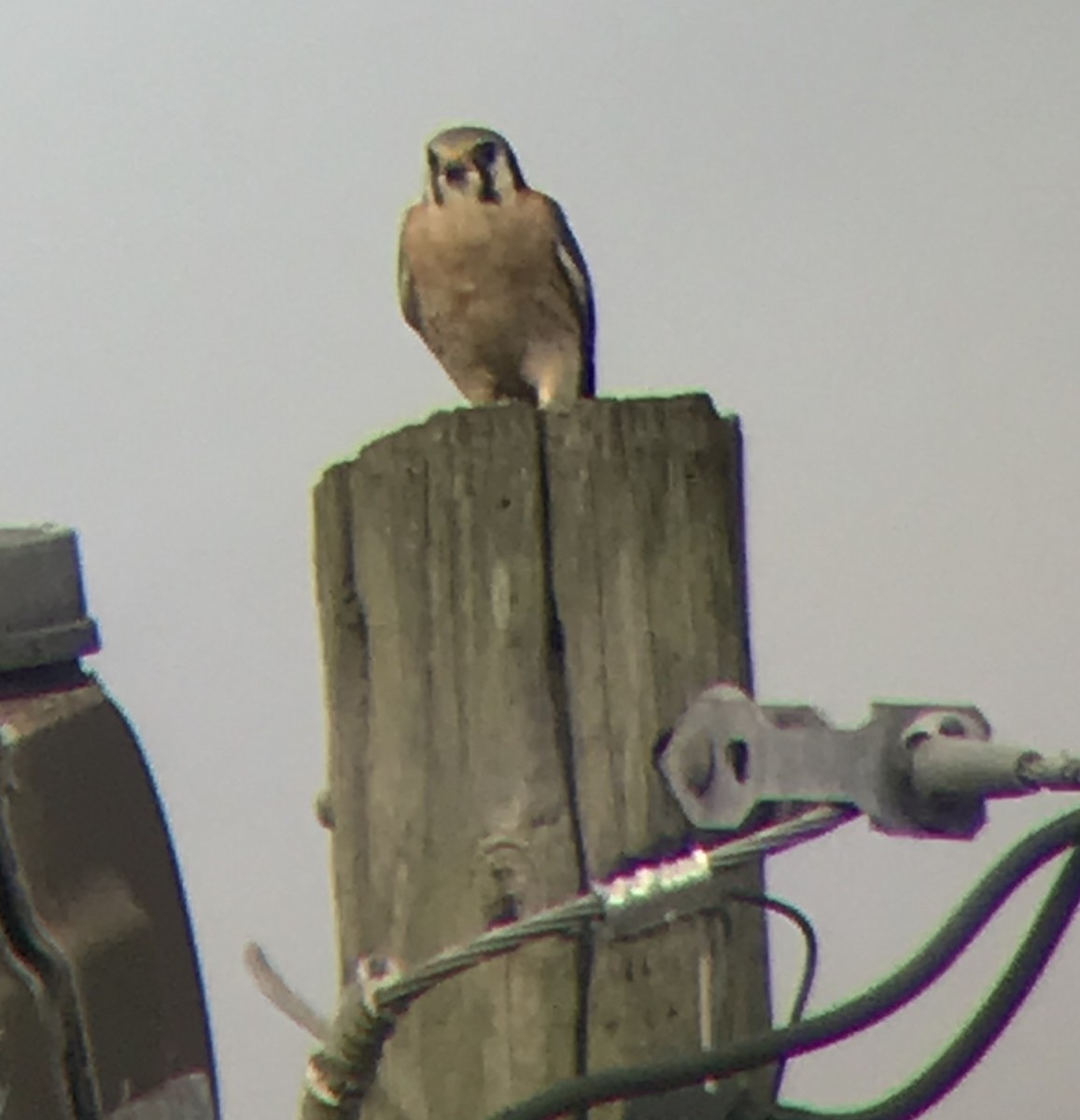 American Kestrel - ML613149390
