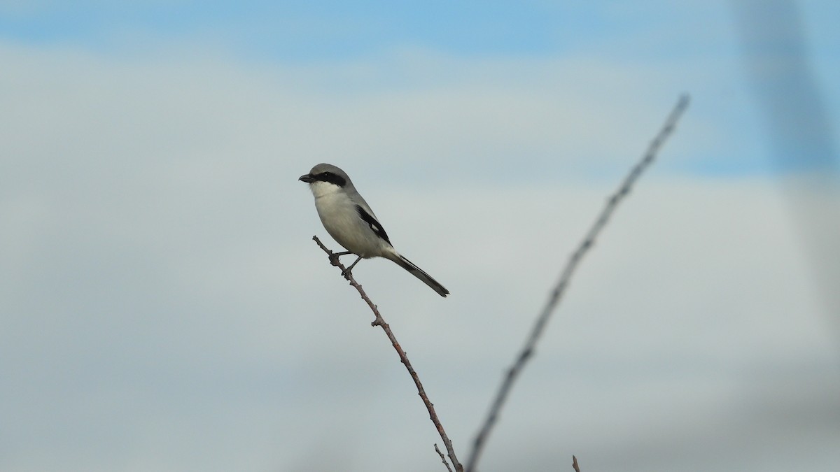 Loggerhead Shrike - ML613149473