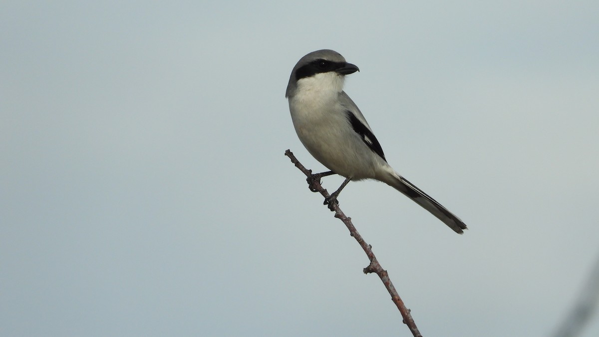 Loggerhead Shrike - ML613149474